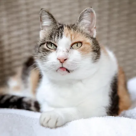 Lori Apartman Lovran