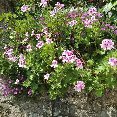 아파트 Lori 로브란