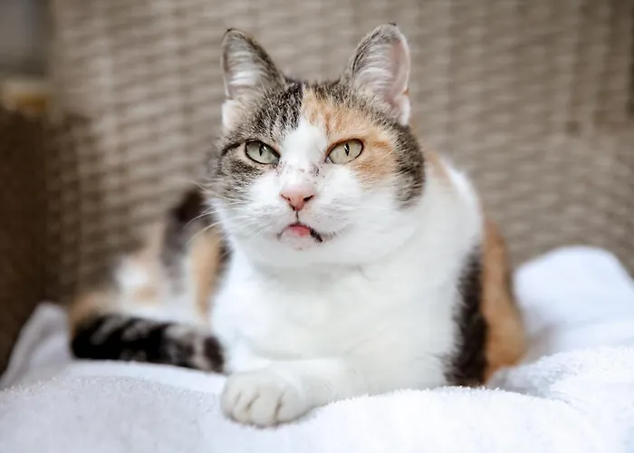 Lori Apartament Lovran